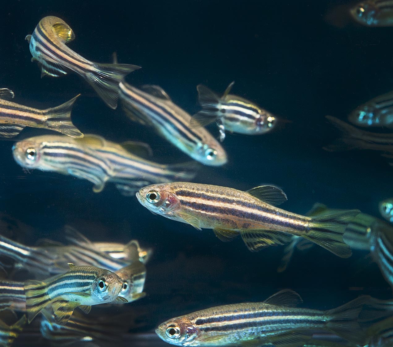 Poissons-zèbres adultes dans un aquarium