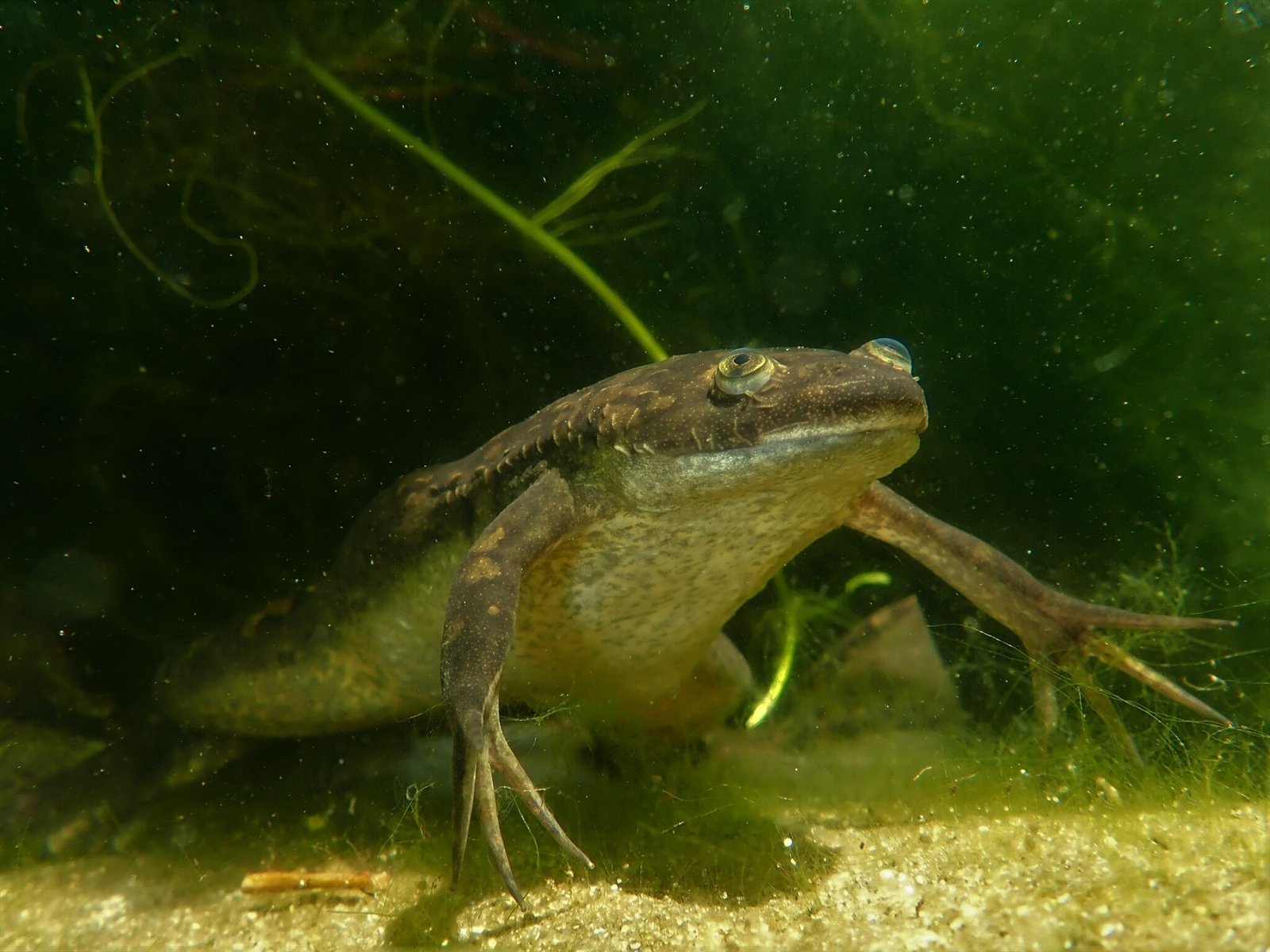 Xénope lisse adulte dans un milieu aquatique
